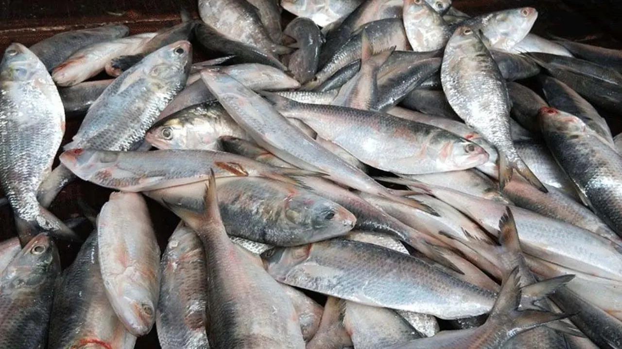 ভারত থেকে ইলিশ আমদানি বন্ধ, ১০৩ সনদ বাতিল